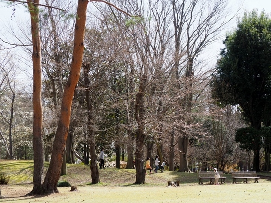 赤塚公園 (1).jpg