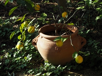 鉢植檸檬.jpg