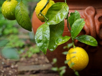 鉢植檸檬.jpg