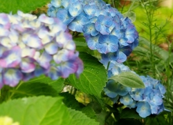 雨の日の紫陽花 (2).jpg