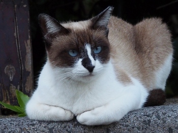 青い目の猫.jpg