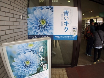青い菊.jpg