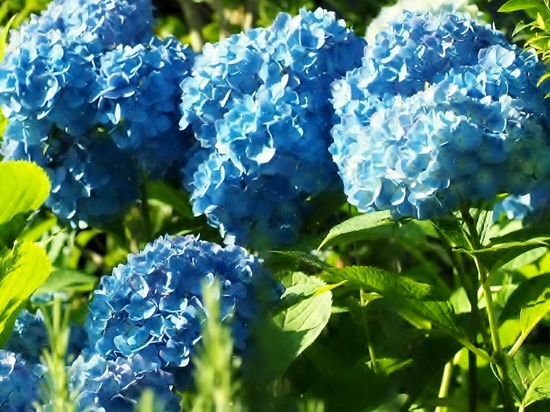 青空色の紫陽花.jpg