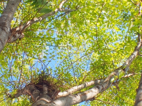 鳥の巣.jpg
