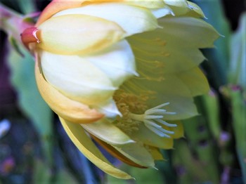 仙人掌の花