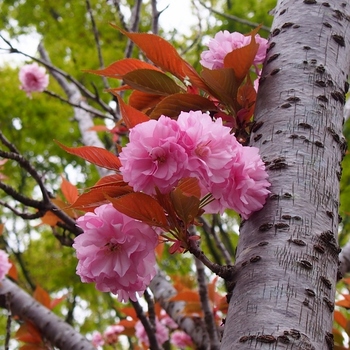 八重桜とケヤキ