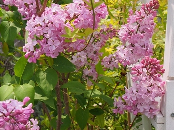 リラ（lilac）の花