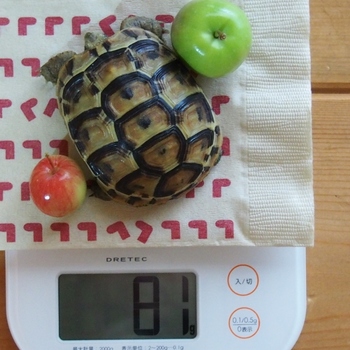 体重測定