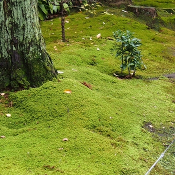 寿福寺の苔